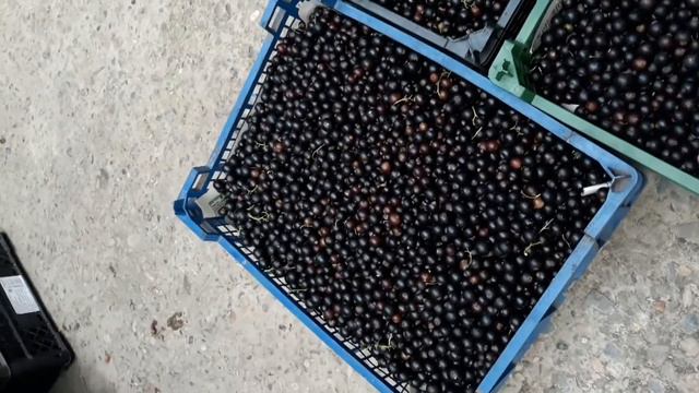 Черная смородина смотреть онлайн