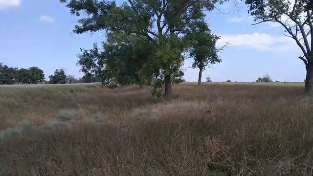 Состояние софоры японской на конец лета. смотреть онлайн
