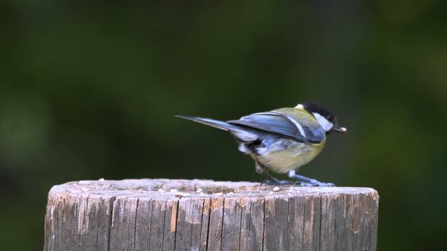 Природа. Живая Природа. Пение Птиц. Птицы