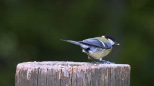 Природа. Живая Природа. Пение Птиц. Птицы