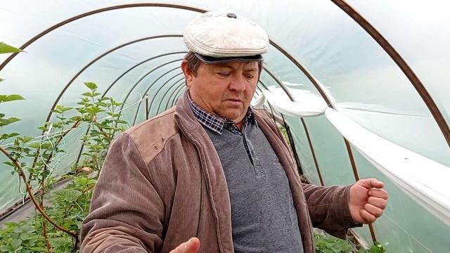 Клубника Альбион в балагане (второгодка): сборы смотреть онлайн