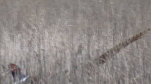 ТОП манок Фазана! Как снимает Panasonic HC-V160  Манок на фазана. Охота на фазана.