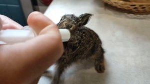 Как и Чем кормить маленького зайчика в домашних условиях?