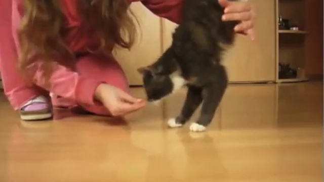 Дрессированный кот смотреть онлайн