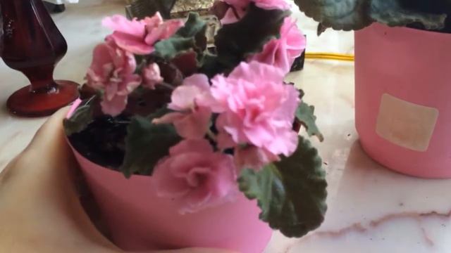 🌹❀My beautiful re blooming African violet houseplants❀🌹