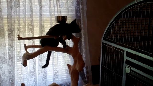 Rare Cat Bird playing on her flocks Java Tree смотреть онлайн