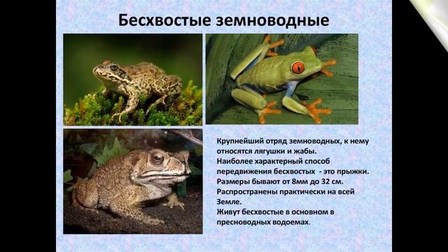 Экологическая экоминутка "Какой ученый и почему назвал зеленую лягушку "Лягушкой съедобной" смотреть онлайн