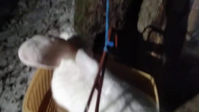 Вес самца белого ризена смотреть онлайн