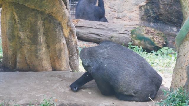 Artificially-Nursed Gorilla Infant | Princess of Silverback Haoko, also Niece of Shabani. смотреть онлайн