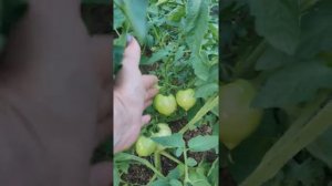 Томаты от Биотехники для открытого грунта: Ранняя пташка, Крайний север, Канапе и др