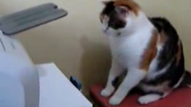 Кошак и принтер смотреть онлайн