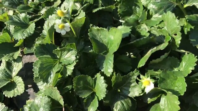 ЧТО ТАКОЕ НСД_ Клубничные термины. НСД сорта что это такое.