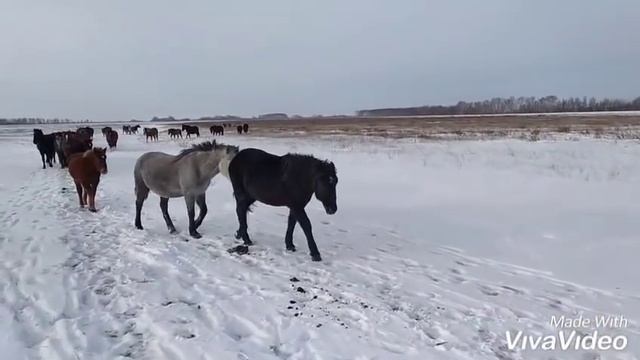 Мир с высоты седла! смотреть онлайн