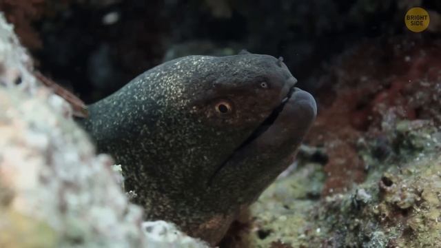 14 Sea Creatures You Won't Be Happy to Meet смотреть онлайн
