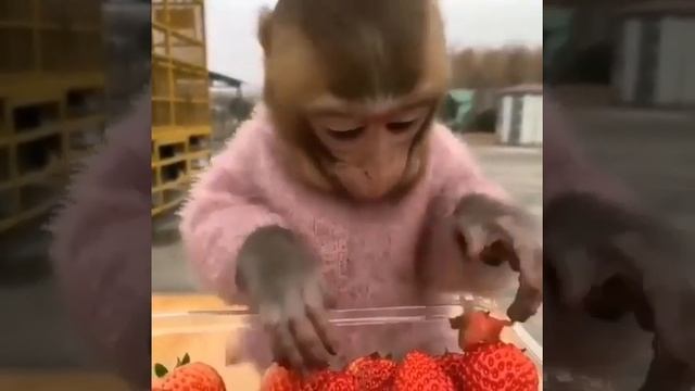 Милая обезьянка ? обезьяна кушает клубнику ❤️ милые животные ? shorts смотреть онлайн