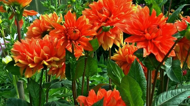 ЦВЕТЫ ПРИРОДЫ. Красивая музыка для души Эдгара Туниянца смотреть онлайн