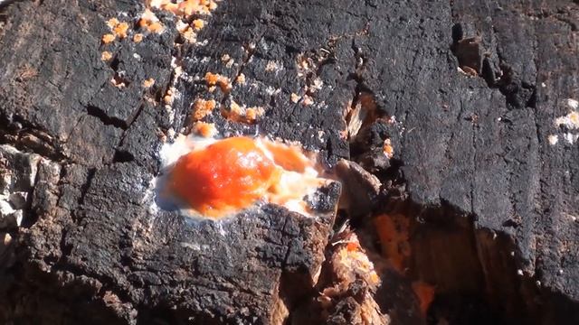 Слизевики - древнейшие организмы на планете. смотреть онлайн