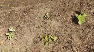 Как избавиться от осота и берёзки на огороде .