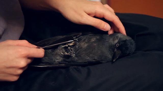 Птица маникюр смотреть онлайн