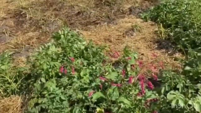 Конечный результат урожая картофеля под соломой смотреть онлайн