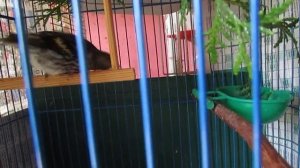 Кормление птенца чижа.