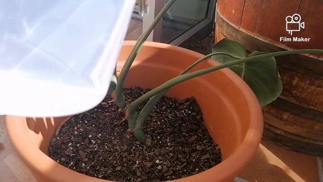 How to water big houseplants? | Monstera deliciosa | Ficus lyrata | смотреть онлайн