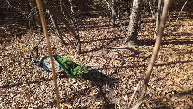 Тайган Белогорск смотреть онлайн