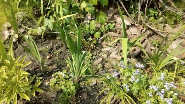 Купили розы и древовидный пион.обзор дачной красоты. смотреть онлайн