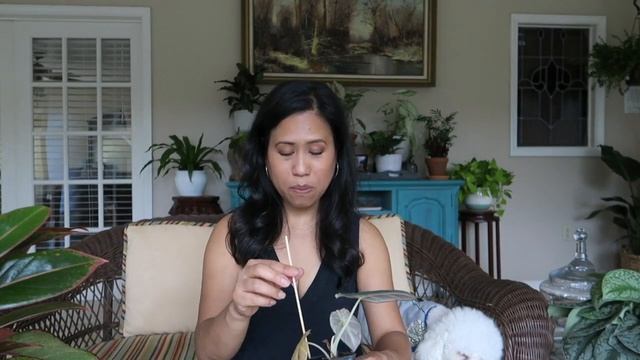Alocasia Black Velvet - Unboxing Houseplant смотреть онлайн