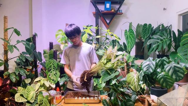 Calathea Louisae "Thai Beauty" - Thay đất & Nhân giống Đuôi công смотреть онлайн