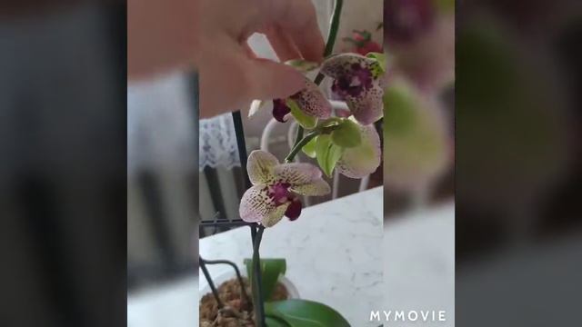 Что может быть лучше чем две две орхидеи Клеопатры в коллекции! смотреть онлайн