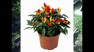 Критский жгучий перец. Выращиваем Критский перец на Подмосковной земле. Будет остро и вкусно!!!.mp4