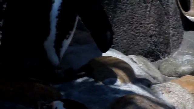 Canon SX210 IS Sample HD Video смотреть онлайн