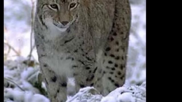 "Таежная, озерная, степная" смотреть онлайн