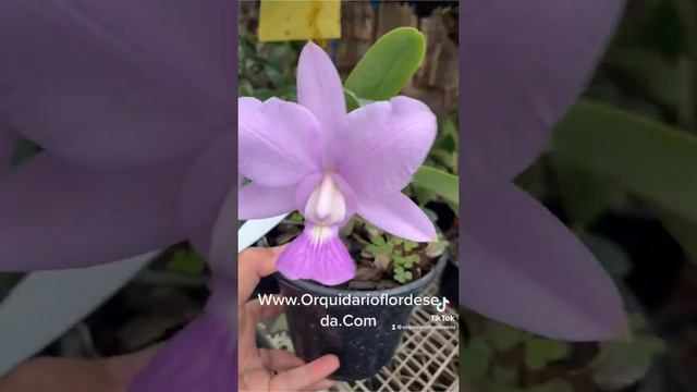 Cattleya walkeriana semi alba, cattleya walkeriana coerulea, cattleya nobilior tipo смотреть онлайн