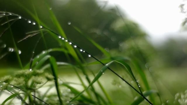 Sony Alpha SLT-A65 + Meyer-Optik Görlitz Primoplan 58mm 1.9 смотреть онлайн