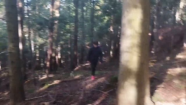 Лесные, приключения охотников за грибами в горных лесах Закопане смотреть онлайн