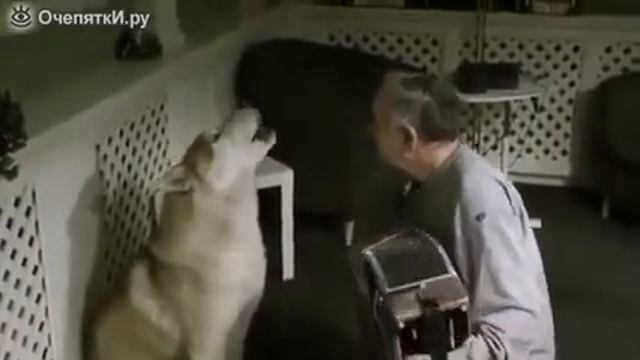 Собака поёт под гармошку смотреть онлайн