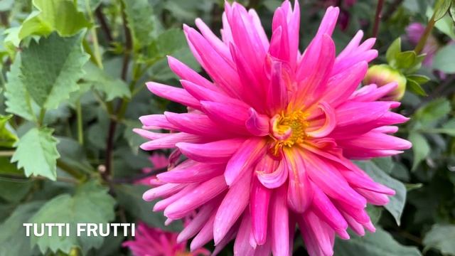 Part 10. Dahlia Varieties by name. Rainy day walk cont. Swan Island Dahlias 2023 #dahlias #dahlia смотреть онлайн