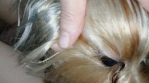 Как улучшить шерсть йорка