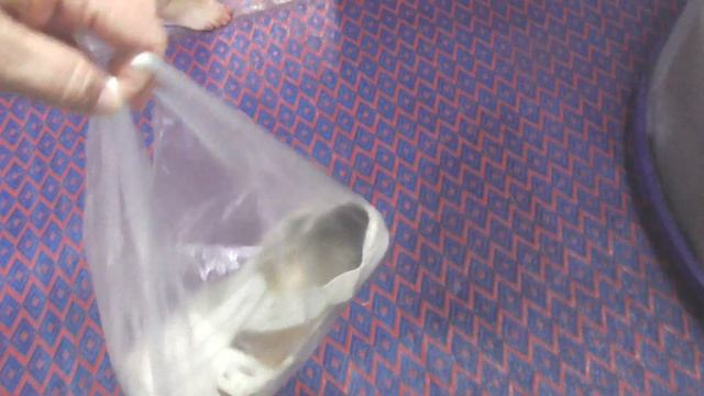 Голубая мечеть, Турция. Стамбул, однодневная экскурсия. Самолетом из Анталии в Стамбул смотреть онлайн