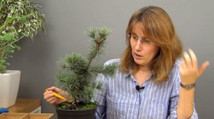 03.Бонсай из сосны (ч.3)