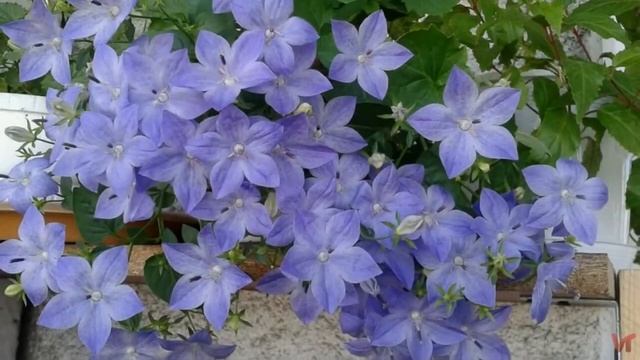 Кампанула (Campanula) смотреть онлайн