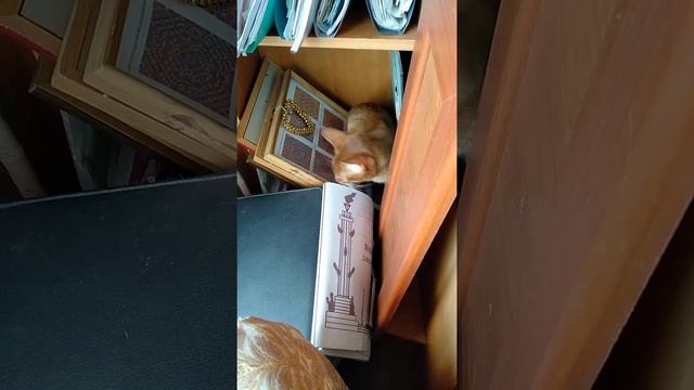 Абиссинец Бастя очень любознателен смотреть онлайн