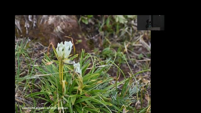 "Native Plants in the Durango, Colorado, Area" смотреть онлайн