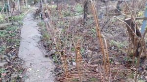 хурма. нюансы обрезки. как не остаться без урожая.