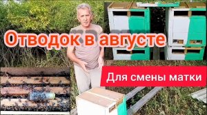 Смена матки в основной пчелосемье в августе через отводок.