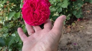 ? Роза первогодка "Red Leonardo da Vinci".     Meilland 2003.