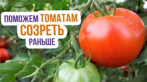 Как ускорить созревание помидор? Правила ускоренного созревания томатов