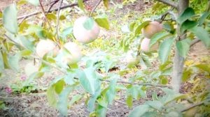 Яблоня  Северный Синап. Первый год плодоношения